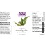 Eucalyptus Globulus Oil - 1 fl. oz. NOW Essential Oils